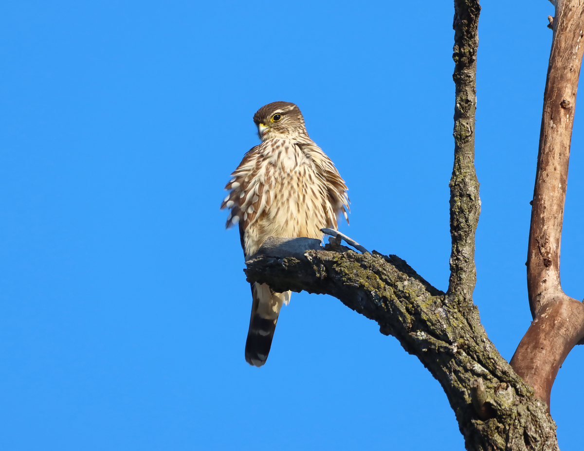 Merlin perched on a branch